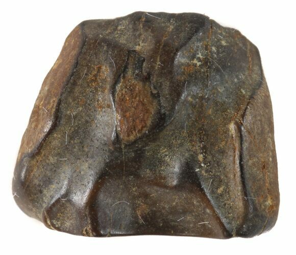 Triceratops Shed Tooth - Montana #41251
